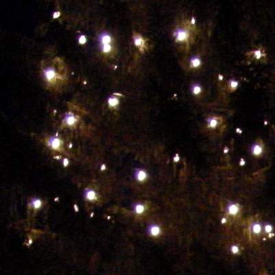 Bild zu Senftenberg sucht Weihnachtsbaum