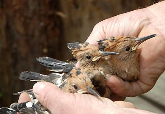 Bild zu Hchste Vorsicht: Landkreis Grlitz warnt vor Infektionsrisiko durch Vogelgrippe