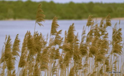 Bild zu Sicherung der Insel im Senftenberger See beginnt