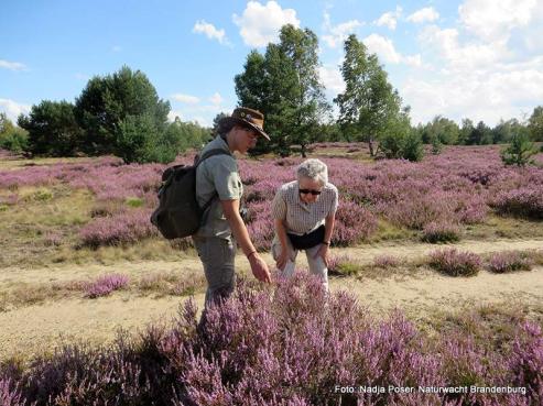 Bild zu Naturwacht ldt zum Heide-Spaziergang