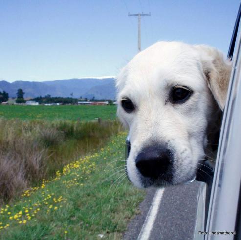 Bild zu Urlaub mit dem Hund  richtig planen und vorbereiten 