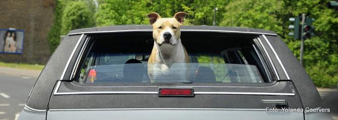 Bildtitel: Reisen mit Hund ins Ausland bedeuten oft Mehraufwand Bild zu Reisen mit Hund ins Ausland bedeuten oft Mehraufwand