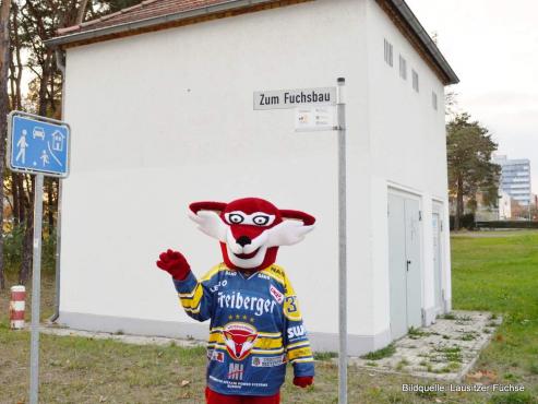 Bild zu Lausitzer Fchse werden an Trafohuschen verewigt