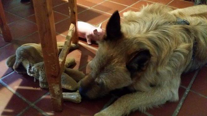 Bildtitel: Der Kau- und Knabberdrang junger Hunde scheint schier unerschöpflich Bild zu Der Kau- und Knabberdrang junger Hunde scheint schier unerschöpflich