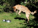 Bild zu Das richtige Equipment fr den neuen Hund