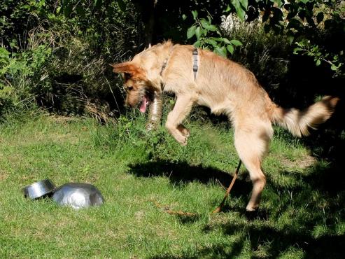 Bild zu Das richtige Equipment fr den neuen Hund