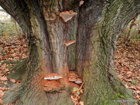 Bild zu Roteiche im Schlosspark wird beschnitten
