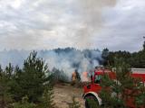 Bild zu 5G-Technologie im Einsatz gegen Waldbrnde und Schdlinge