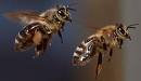 Bild zu Bienenschwrme einfangen